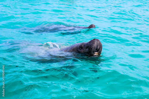 Two manatees swimming and breathing out in blue Caribbean Sea on a sunny day