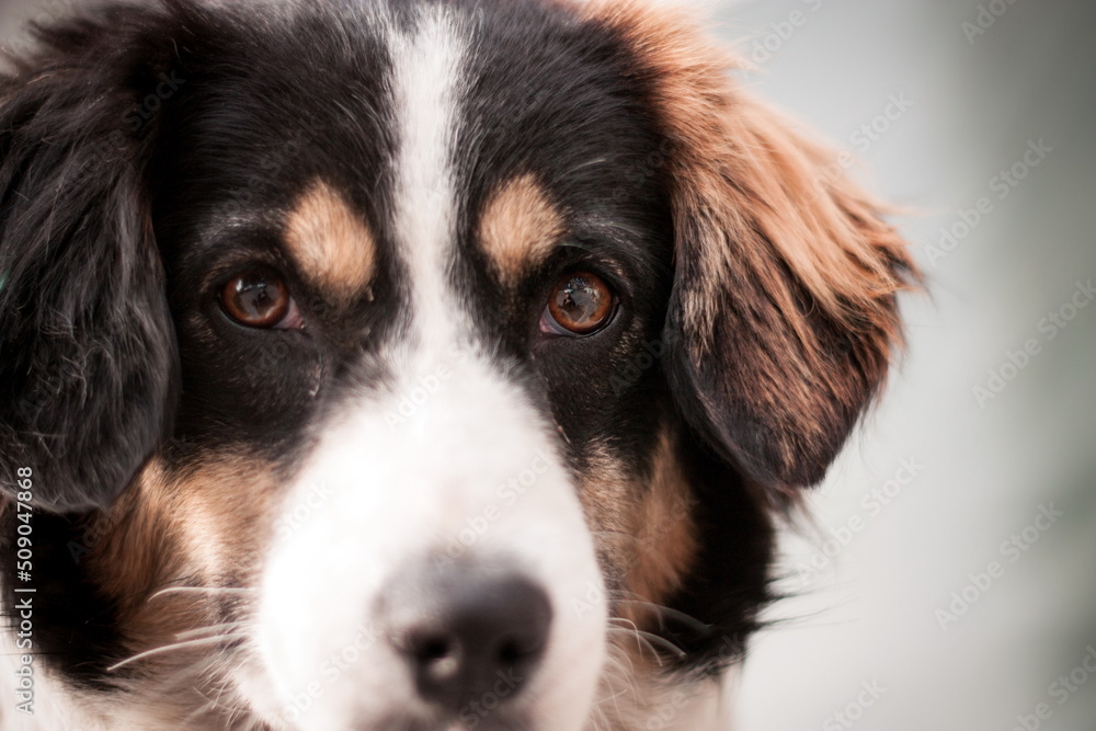 Stray dog puppy alone outdoors Stray dog puppy alone outdoors
