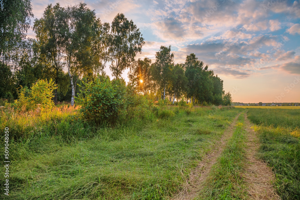 Path in a summer field in sunset light