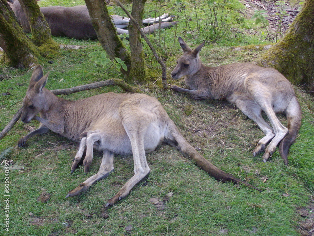 Schlafende Kängurus im Fota Wildlife Park, Cobh