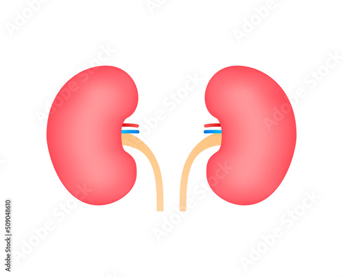 3d illustration with kidneys. Isolated cartoon vector illustration. Healthcare illustration