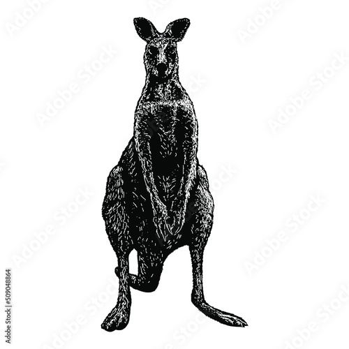 Kangaroo illustration isolated on background