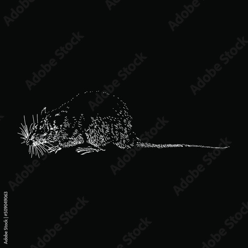 Rat hand drawing vector illustration isolated on black background