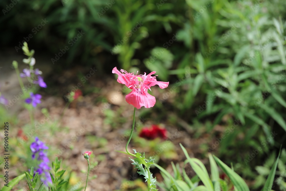 Fototapeta premium pink flower