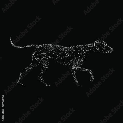 Vizsla hand drawing vector illustration isolated on black background
