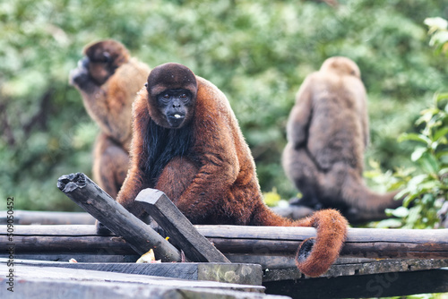 Sticker Woolly monkey at The Monkey Island, Peru