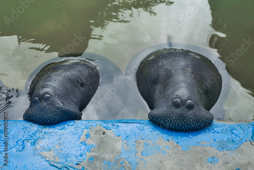 Rescued amazonian manatees in Iquitos, Peru. photo