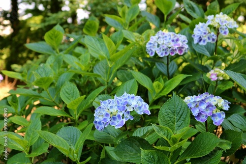 風情ある紫陽花の花 癒しの散策 風景 みかも