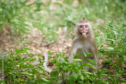 Portrait , one little brown monkey or Macaca in the forest park sits with a cheeky smile and is enjoying making eye contact at Khao Ngu Stone Park, Ratchaburi, Thailand. Leave space for text input. photo