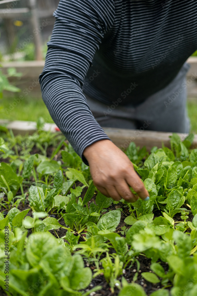 Woman cutting spinach in an urban garden Woman cutting spinach in an urban garden