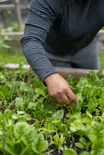 Woman cutting spinach in an urban garden 