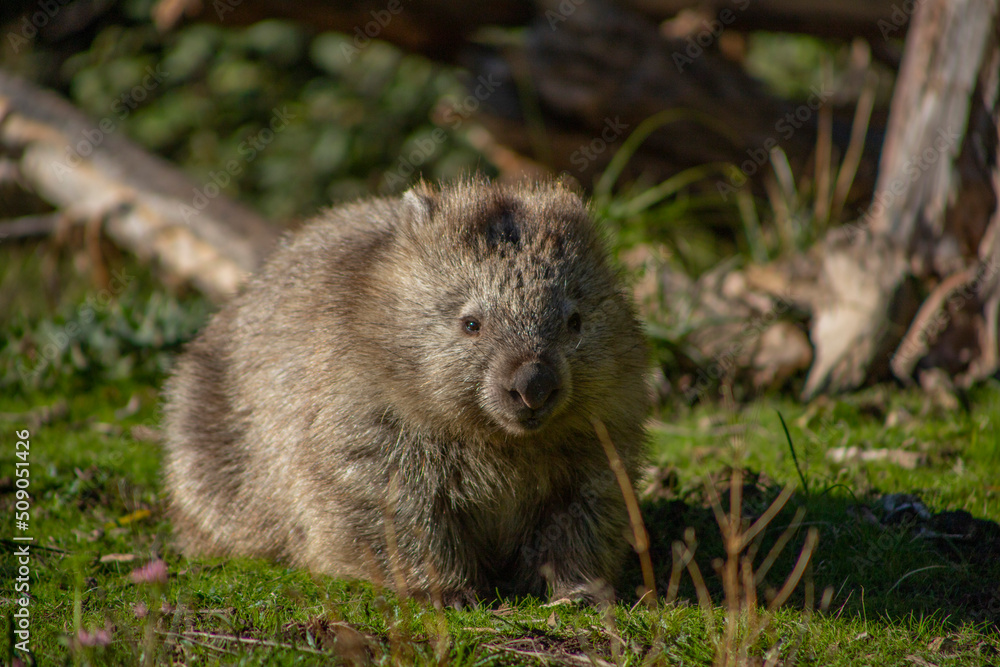 Naklejka premium wombat in a bushland at maria island Tasmania