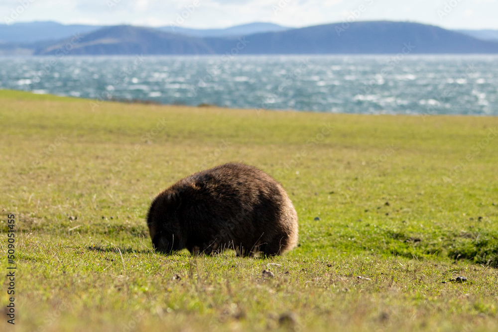 wombat in a bushland at maria island Tasmania wombat in a bushland at maria island Tasmania