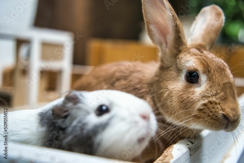 Rabbit and guinea pig