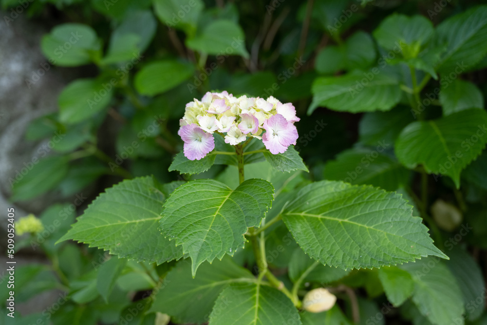 紫陽花(ピンク)1 紫陽花(ピンク)1