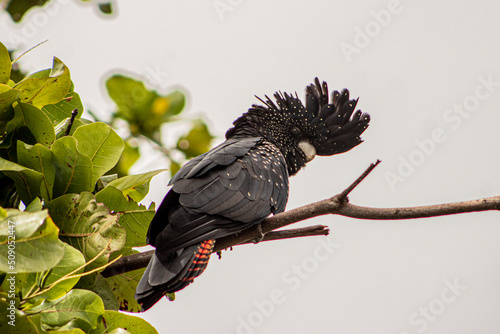 red tail black cockatoo 