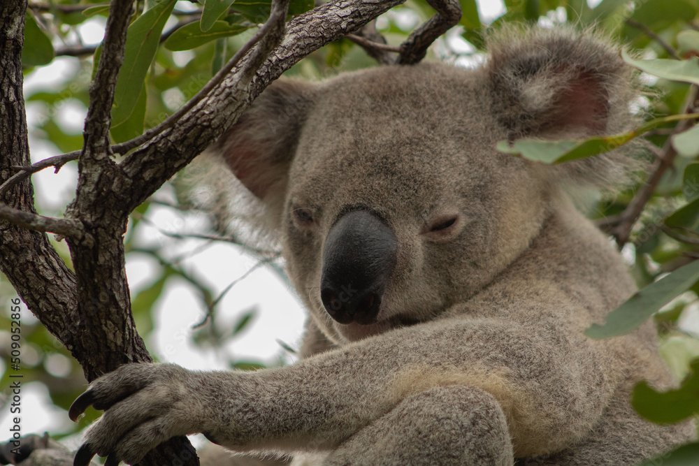 Fototapeta premium koala hang on on a gum tree
