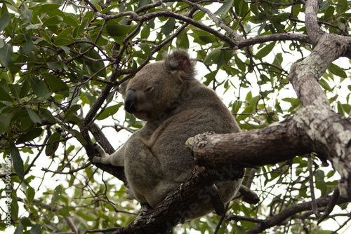 Canvas Print koala hang on on a gum tree
