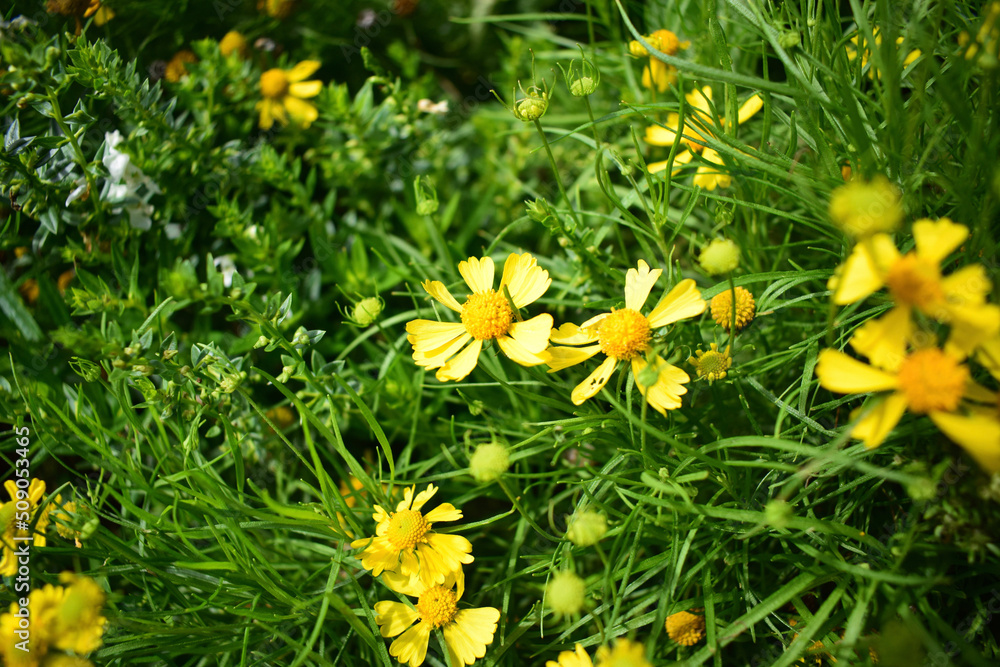 Obraz premium yellow dandelions in the grass