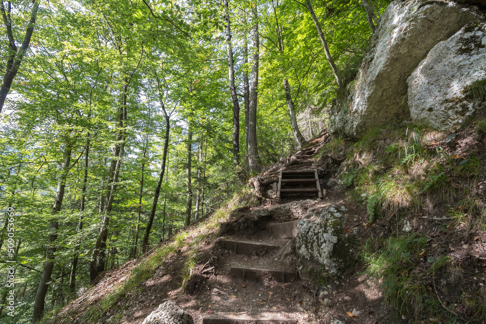 Obraz premium Dirtpath in the middle of deciduous trees in a typical alpine forest in the Julian Alps in Slovenia, during a sunny summer day, in deep woods, in Europe, with wooden stairs and steps......
