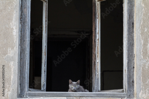 Young and curious grey or blue cat sitting on the window of an abandoned house looking down in a street at the camera...