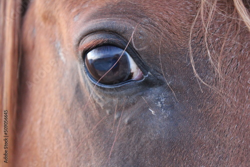 Close up of a horse eye.