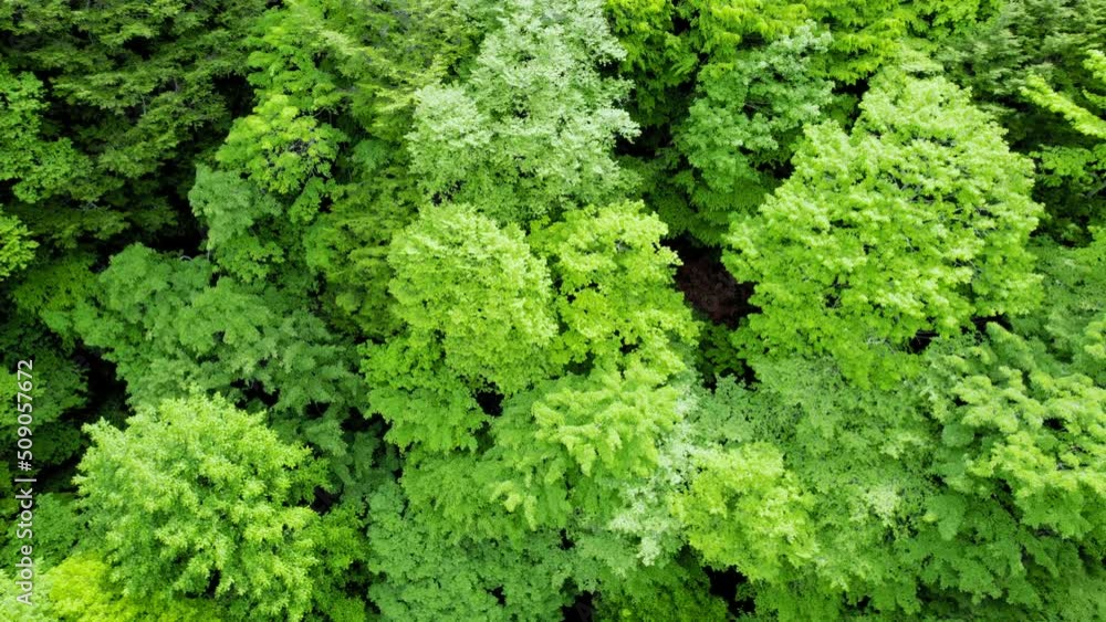 美しい夏の森 ドローン撮影 美しい夏の森 ドローン撮影