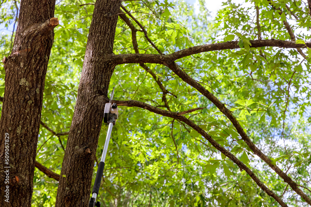 Pruning trees a man cuts a tree with a chainsaw Pruning trees a man cuts a tree with a chainsaw