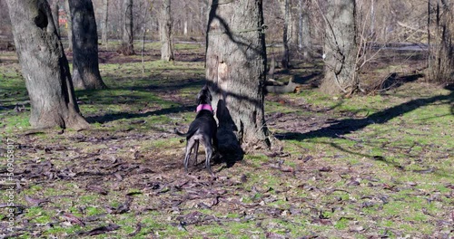 Black smooth-haired American pit-bull terrier looks up at treetop running away. High jump training with projectile capture in autumn park on sunny day photo