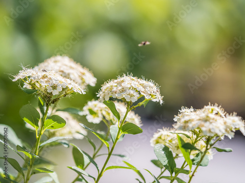 Fotografie Spiraea chamaedryfolia or germander meadowsweet or elm-leaved spirea white flowers with green background