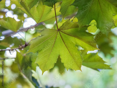 Spring branches of maple tree with fresh green leaves