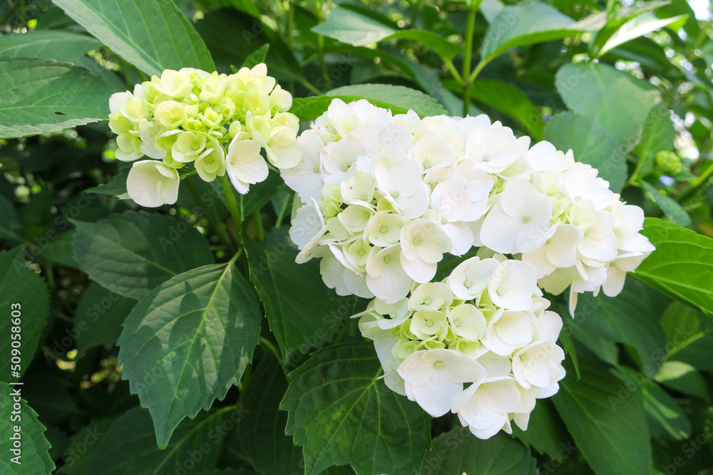 公園に咲く白い紫陽花の花 公園に咲く白い紫陽花の花