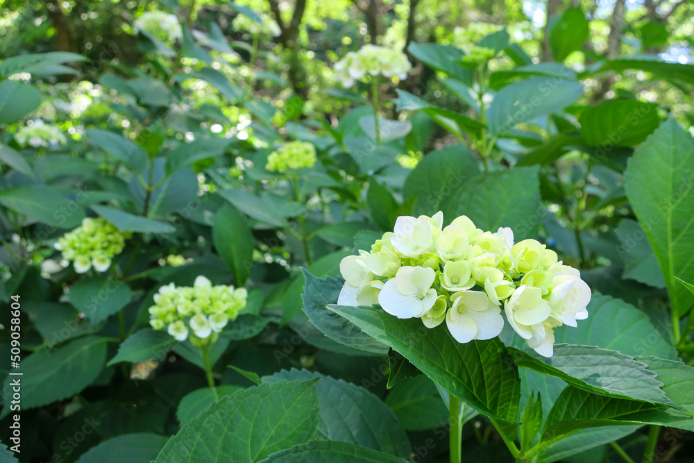 公園に咲く白い紫陽花の花 公園に咲く白い紫陽花の花