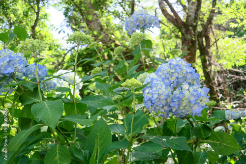初夏に公園で咲く青、白の紫陽花の花、つぼみ