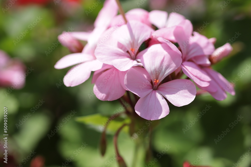花 花