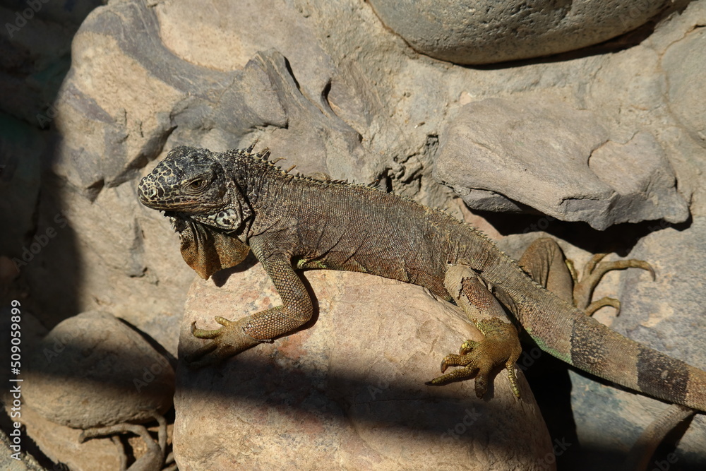iguana on the rocks iguana on the rocks