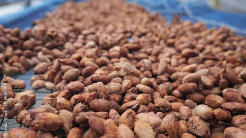 Cocoa beans drying process by sun light in the seed solar dryer greenhouse.