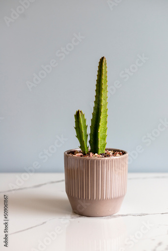 Stapelia plant in ceramic flowerpot with isolated background
