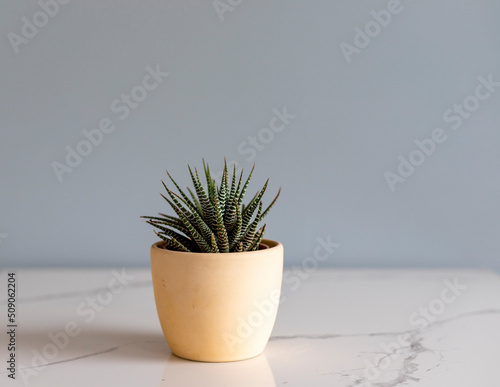 Haworthia succulent plant in a pot with copy space