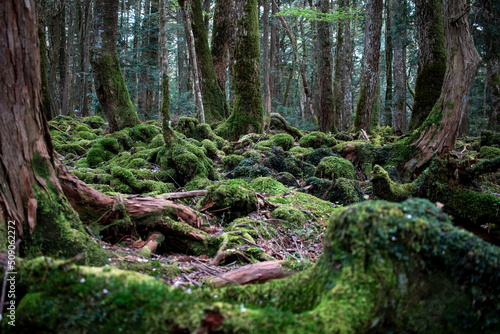 fuji mountain nature forest