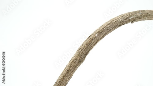 棒をよじ登っていくコガネグモのメス