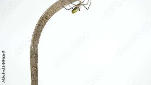 急いで枝を登るコガネグモ