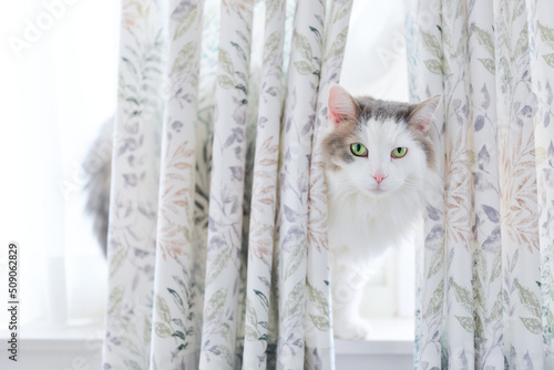 カーテンの後ろの白猫 photo