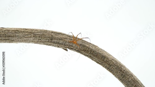 歩き回るオオジョロウグモの雄