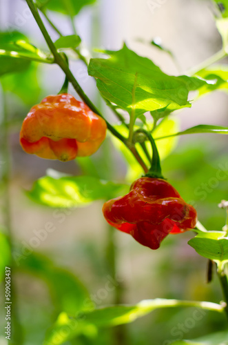 Cachucha pepper or trompito pepper on the plant  photo