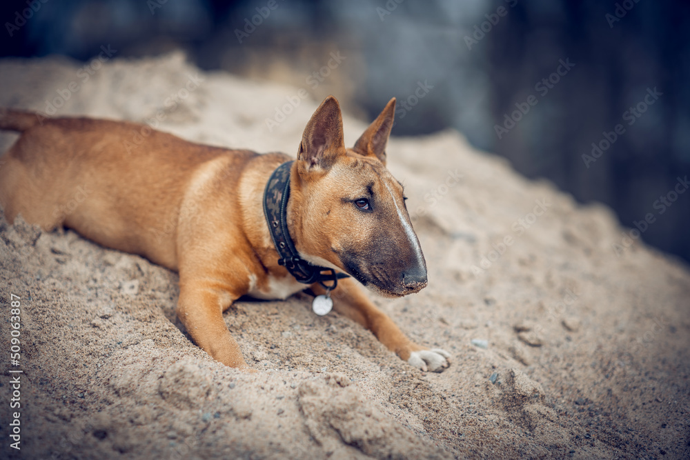 Ginger puppy miniature bull terrier has in the sand on the beach.