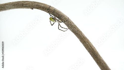 枝の上でうろうろするコガネグモ