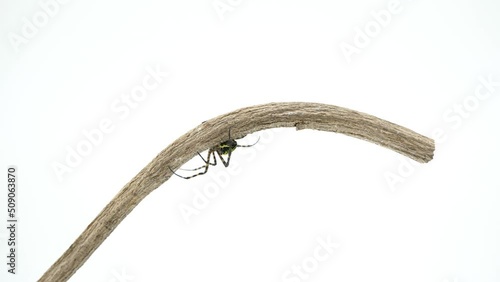 棒の上を移動するコガネグモ