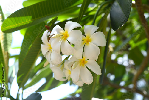 Many flowers of white plumeria against blue sky background