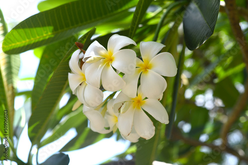 Many flowers of white plumeria against blue sky background photo